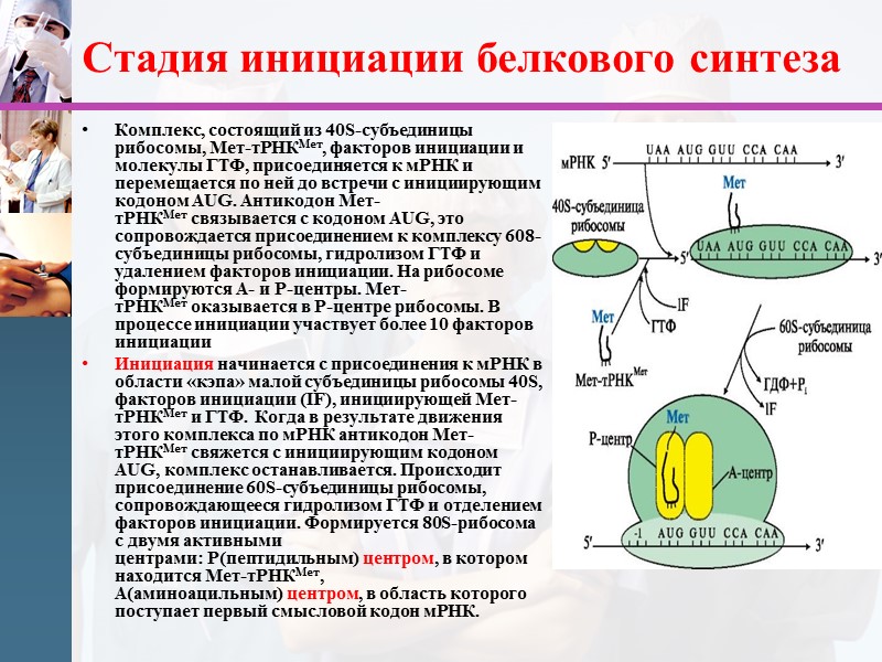 Стадия инициации белкового синтеза Комплекс, состоящий из 40S-субъединицы рибосомы, Мет-тРНКМет, факторов инициации и молекулы